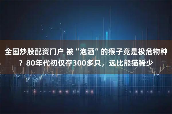 全国炒股配资门户 被“泡酒”的猴子竟是极危物种？80年代初仅存300多只，远比熊猫稀少